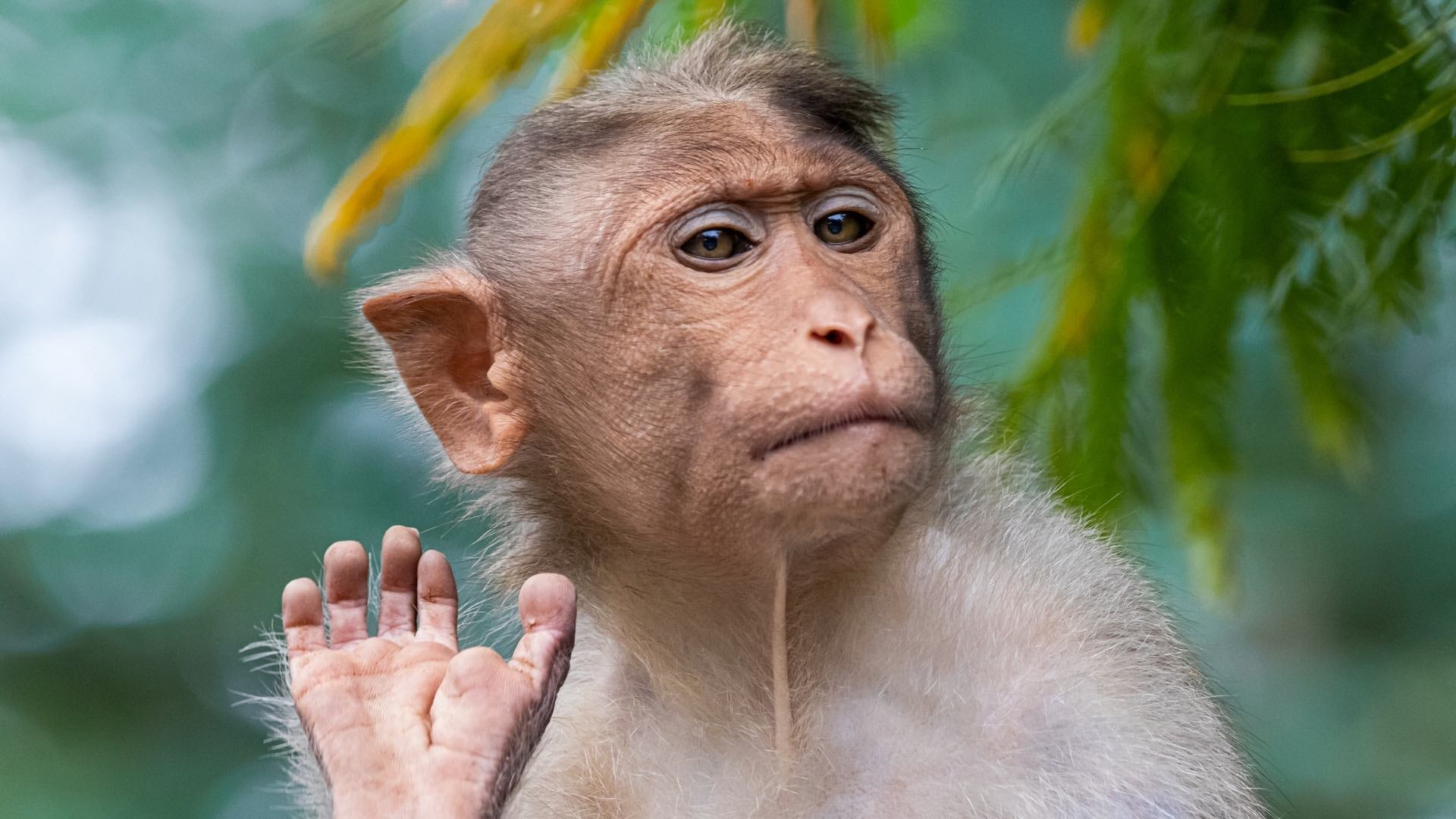 2028 рік кого