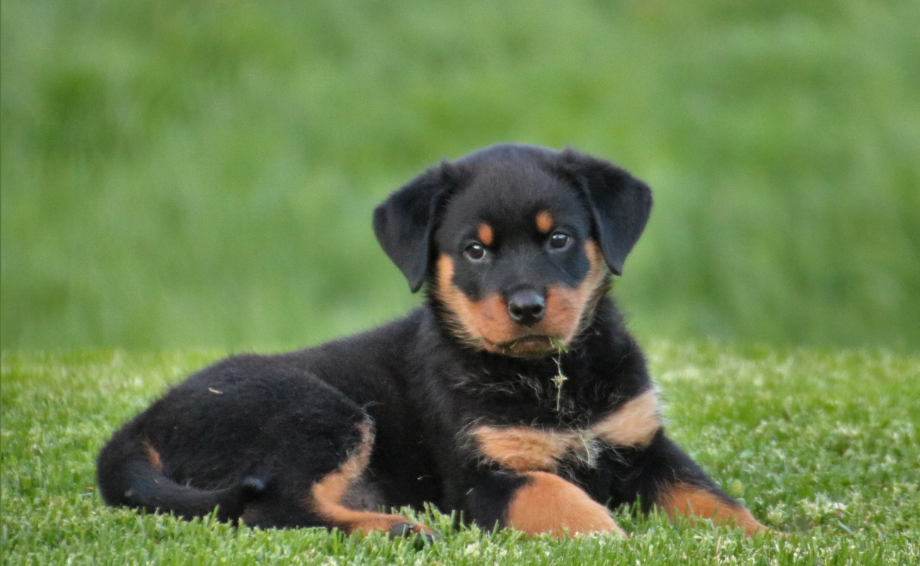 2030 рік якої тварини