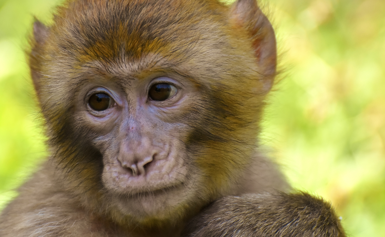 2029 у східному календарі