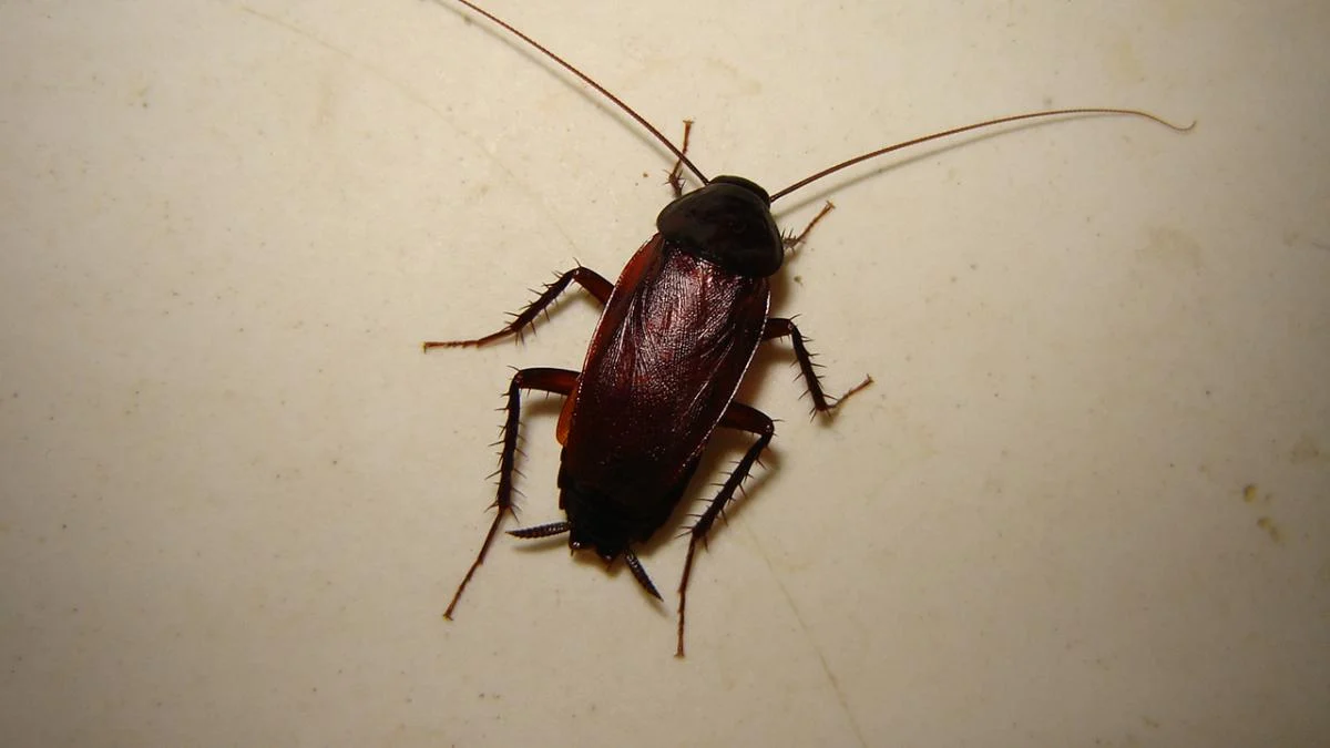 таракан во сне