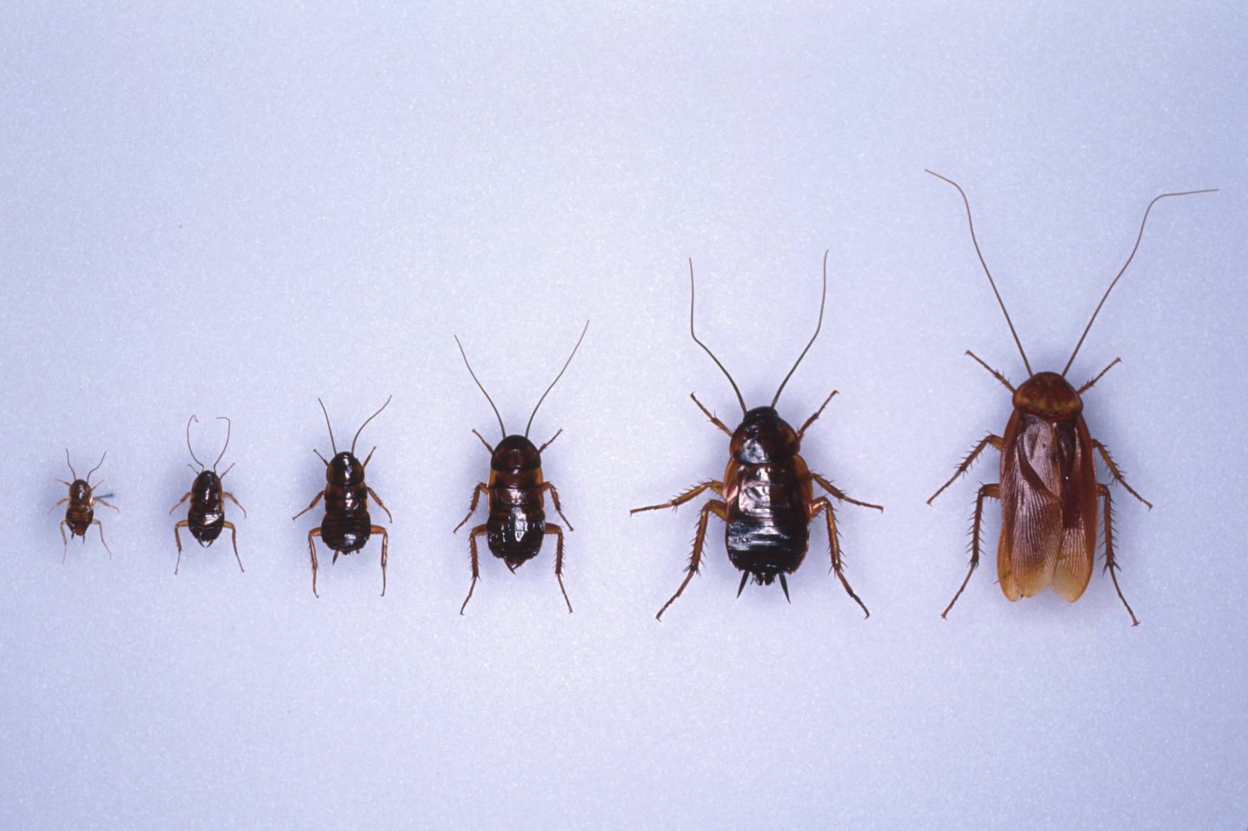 сниться тарган