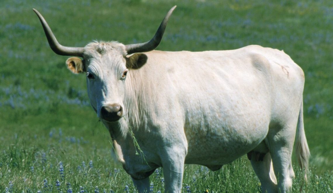 2021 год кого по восточному календарю