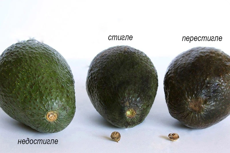 як правильно вибирати авокадо