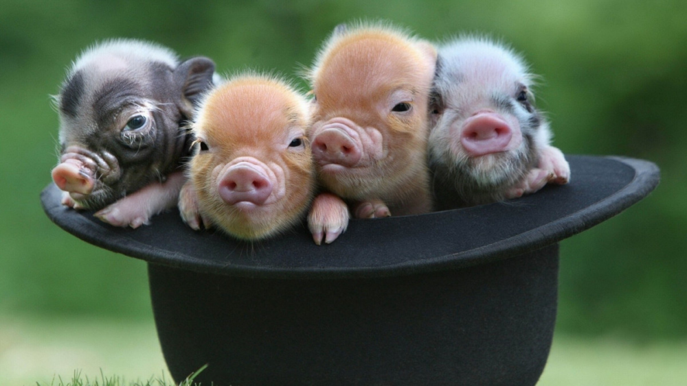 2019 у східному календарі