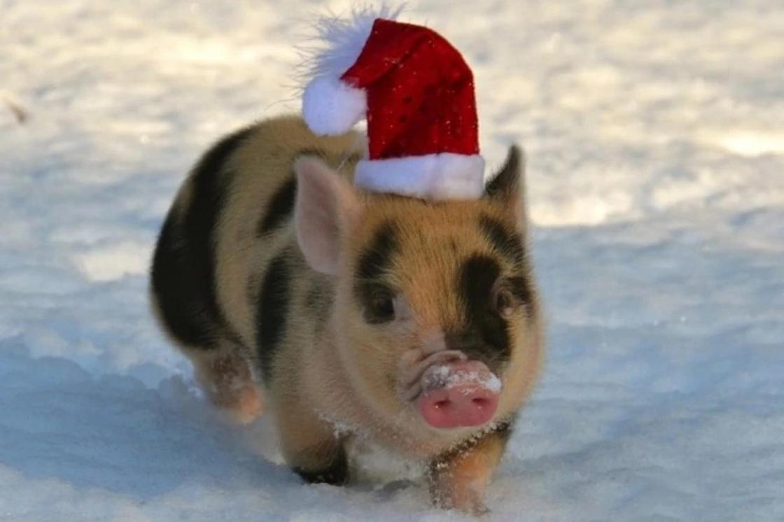 2019 год кого