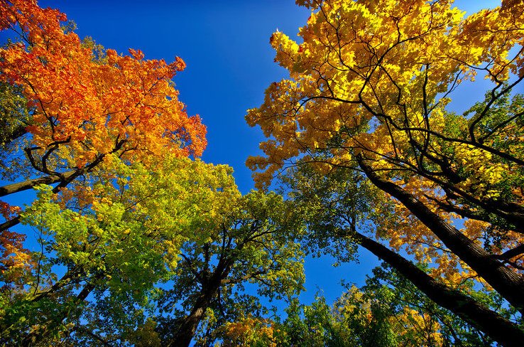 какой знак зодиака в сентябре