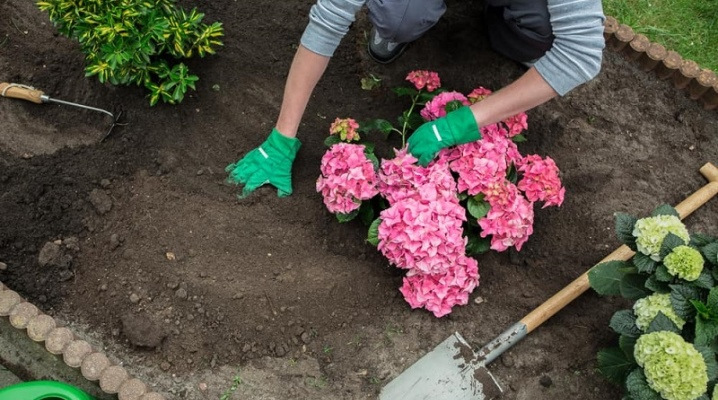 гортензия как садить