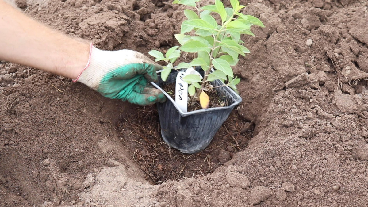 посадити гортензію