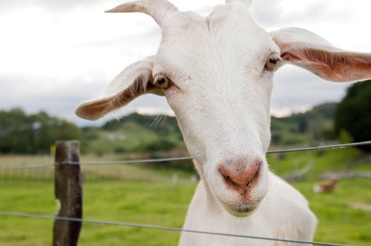 2015 год какого животного