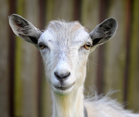 2015 рік якої тварини